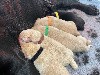  - Labradors LOF sables et noirs