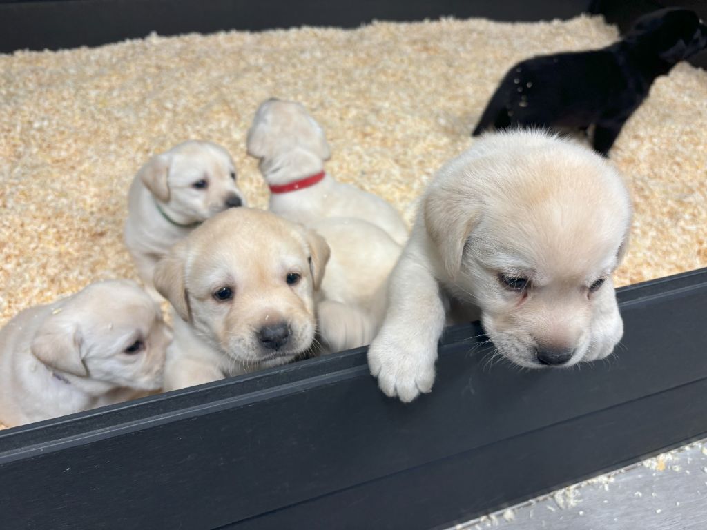 chiot Labrador Retriever De La Vallée Du Goldor