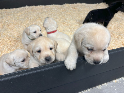 De La Vallée Du Goldor - Labrador Retriever - Portée née le 11/10/2024