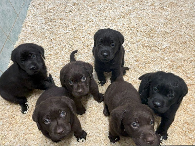 De La Vallée Du Goldor - Labrador Retriever - Portée née le 18/09/2024