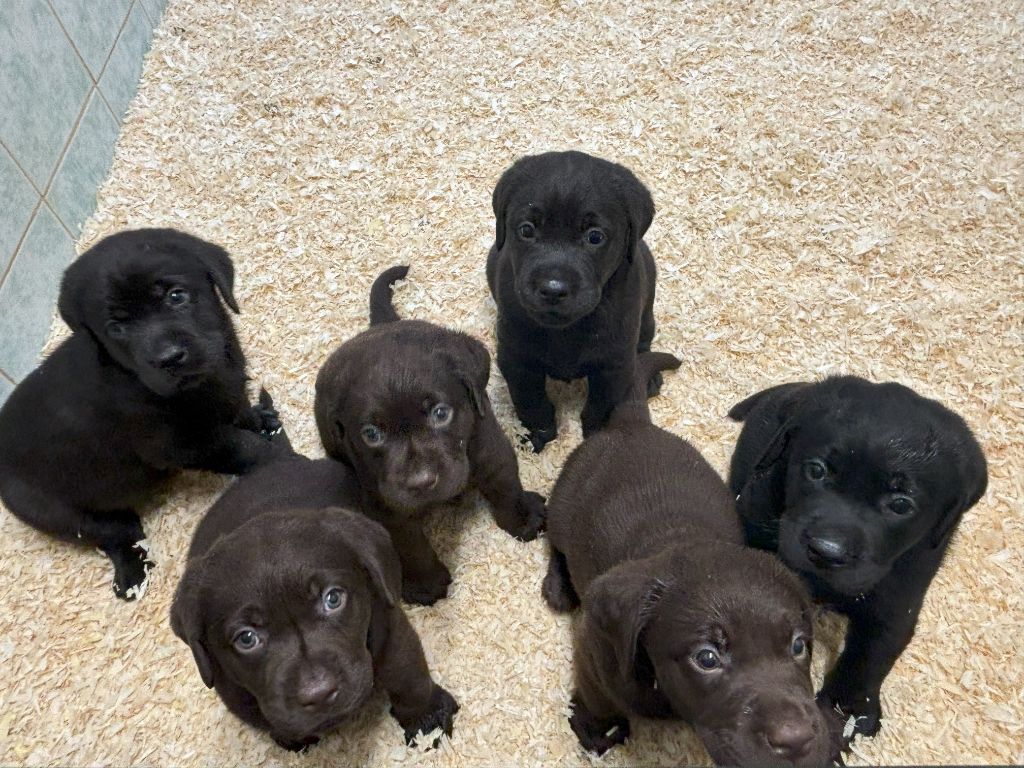 chiot Labrador Retriever De La Vallée Du Goldor