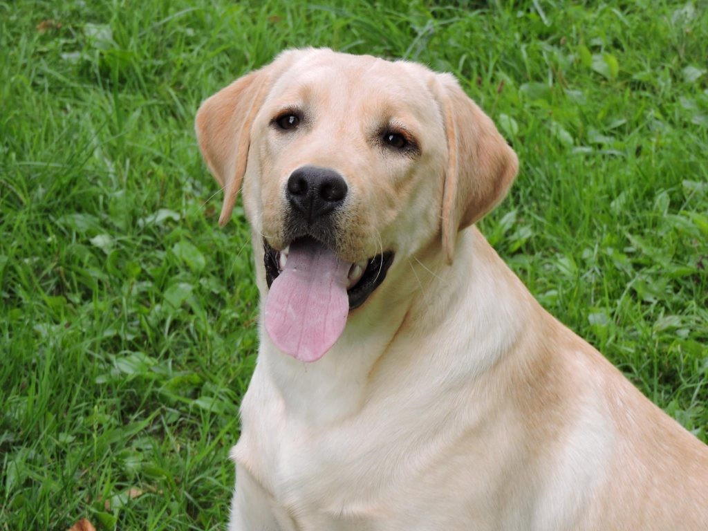 Unika De La Vallée Du Goldor