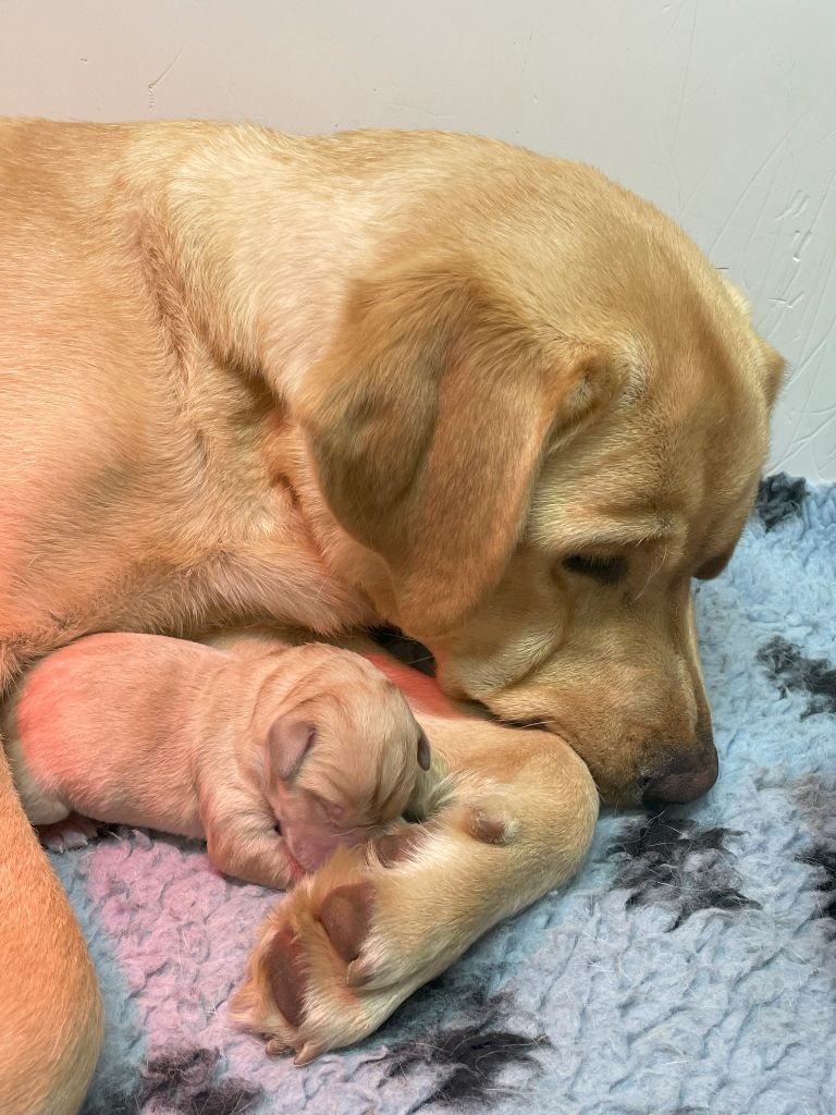 De La Vallée Du Goldor - CHIOTS SABLES et NOIRS DISPONIBLES DEBUT JUILLET