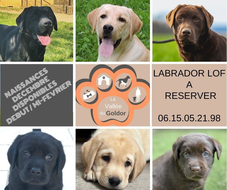Naissances de labrador chocolat et noir LOF