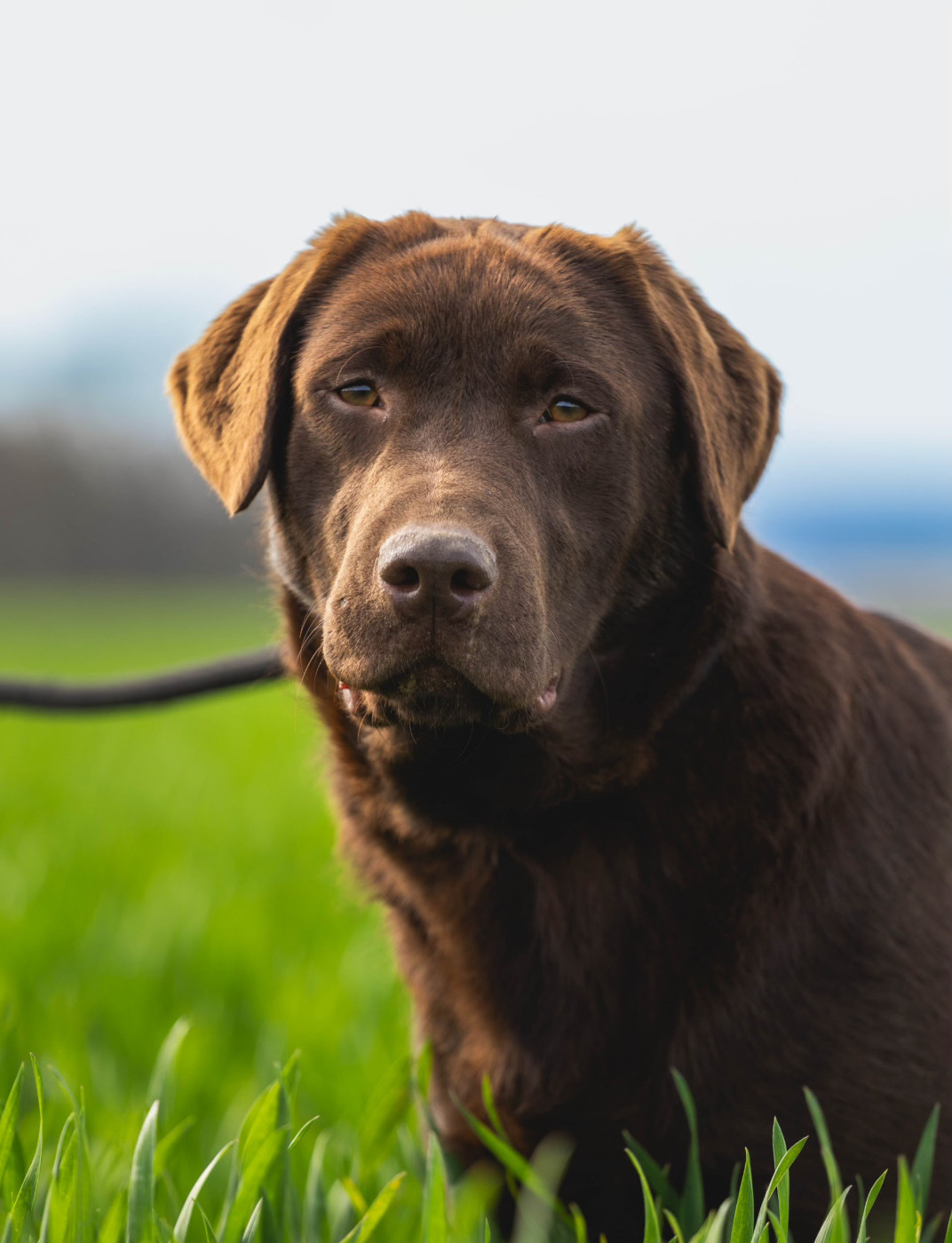 Naissances Labrador chocolat et noirs