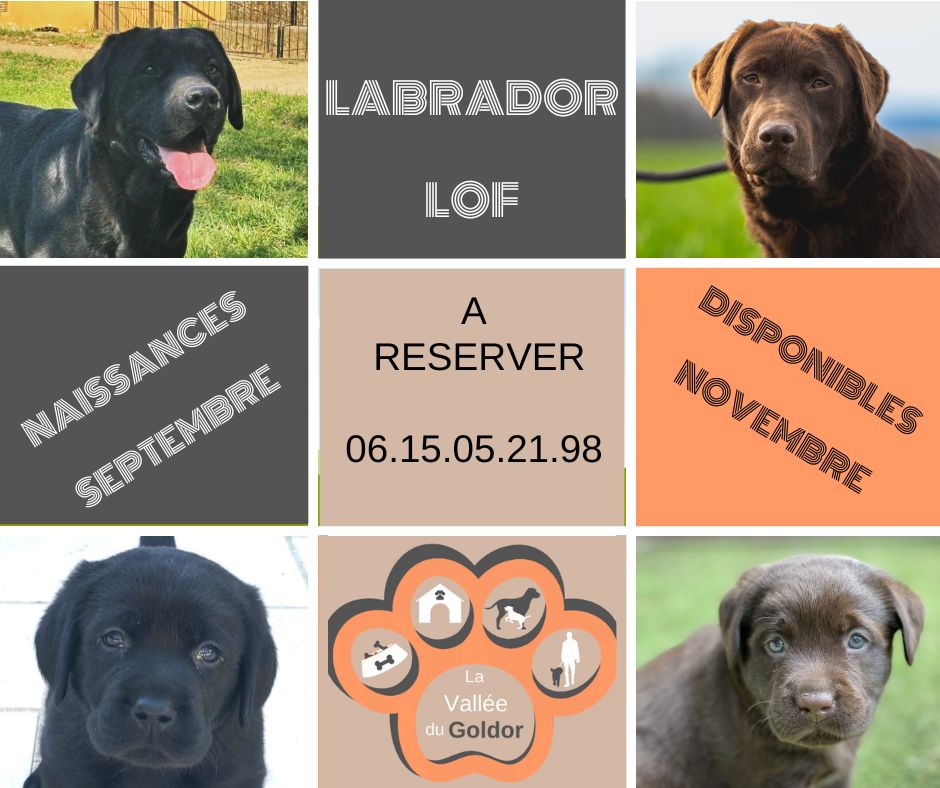 Naissances début septembre de chiots labradors noirs et chocolat