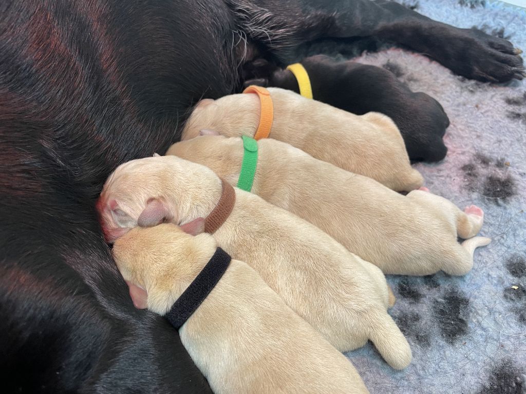 De La Vallée Du Goldor - Labradors LOF sables et noirs