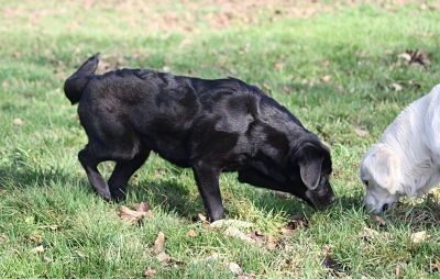 Les Retriever et la chasse