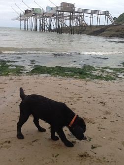 Les Retriever et l'eau