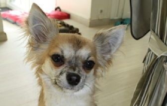 Mes autres chiens