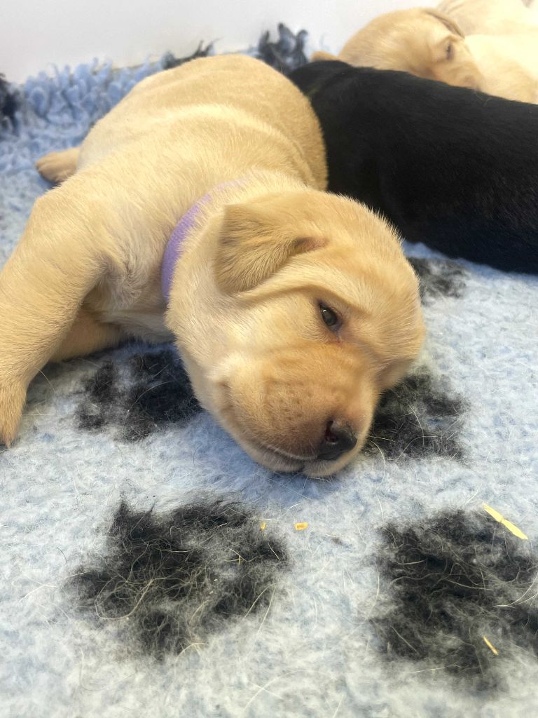 De La Vallée Du Goldor - Chiots disponibles - Labrador Retriever