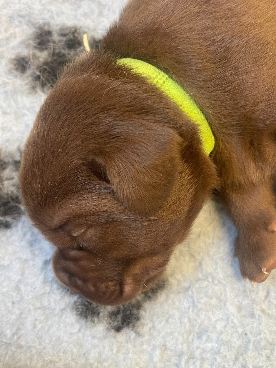 De La Vallée Du Goldor - Chiots disponibles - Labrador Retriever