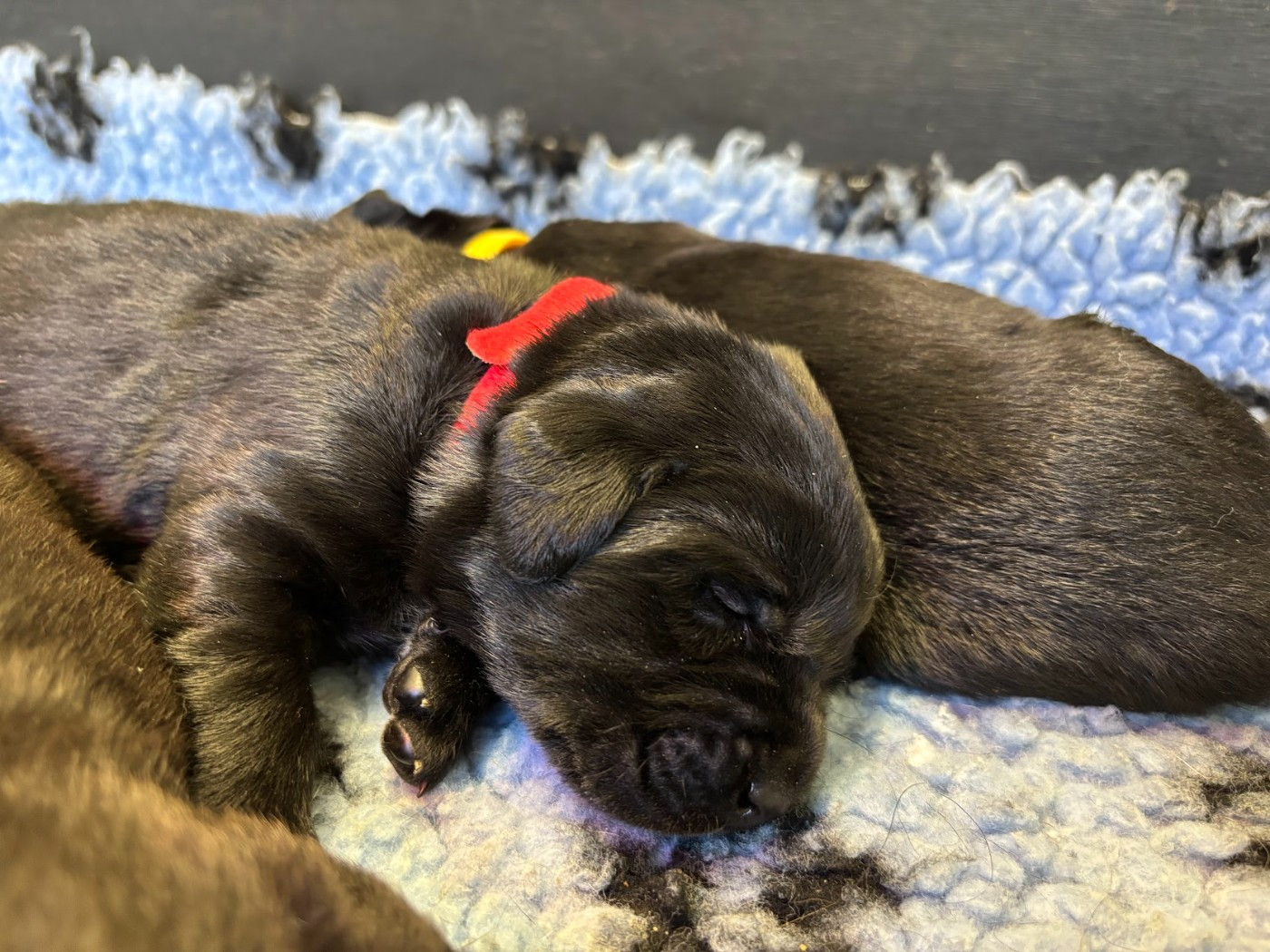 De La Vallée Du Goldor - Chiots disponibles - Labrador Retriever