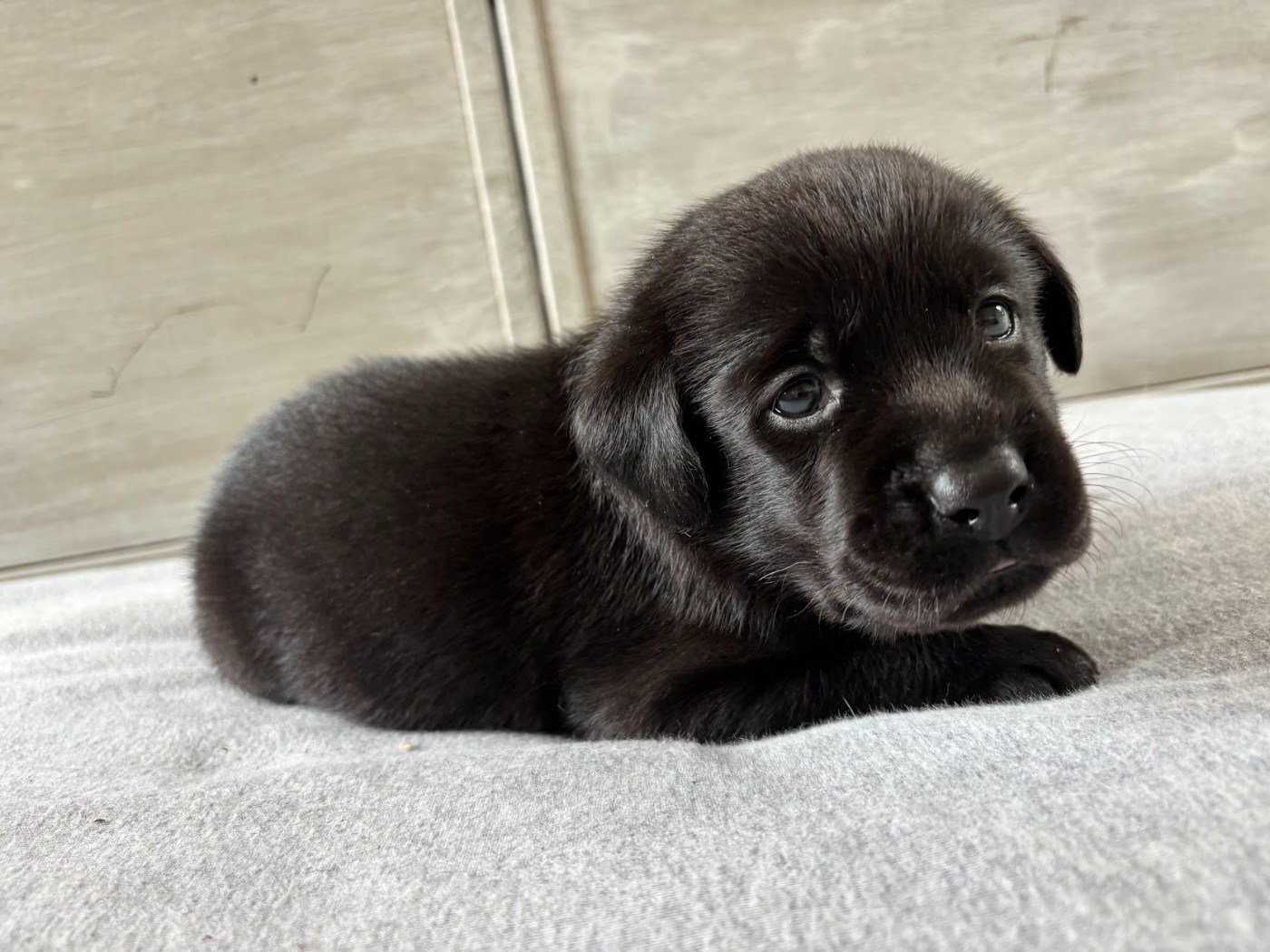 De La Vallée Du Goldor - Chiots disponibles - Labrador Retriever