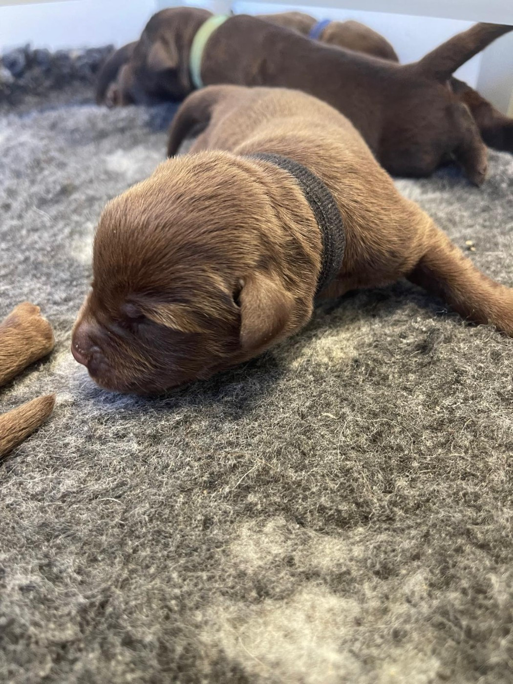 De La Vallée Du Goldor - Chiots disponibles - Labrador Retriever