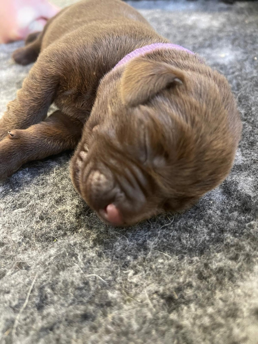 De La Vallée Du Goldor - Chiots disponibles - Labrador Retriever