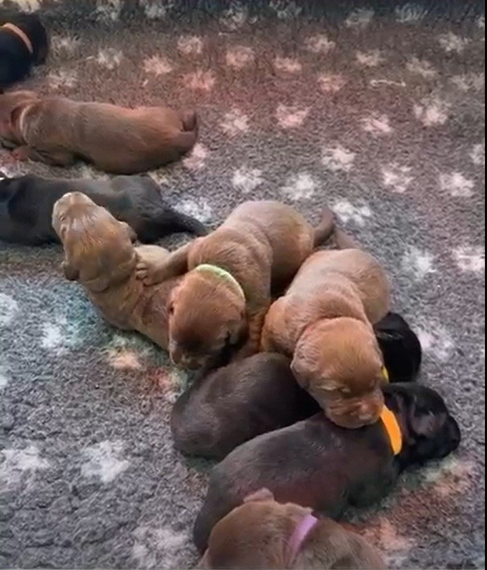 Chiot Labrador Retriever De La Vallée Du Goldor