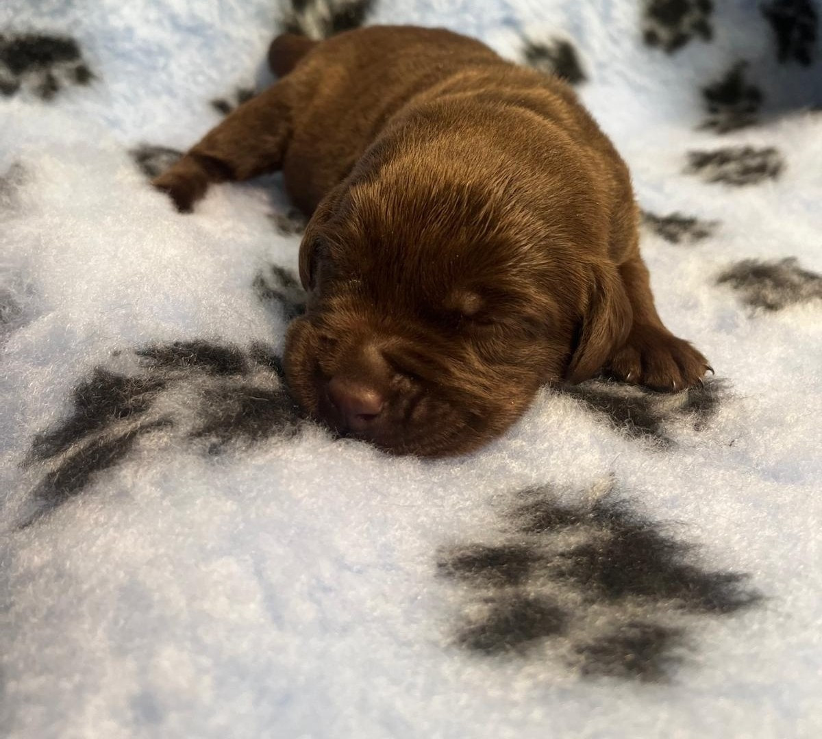 De La Vallée Du Goldor - Chiots disponibles - Labrador Retriever