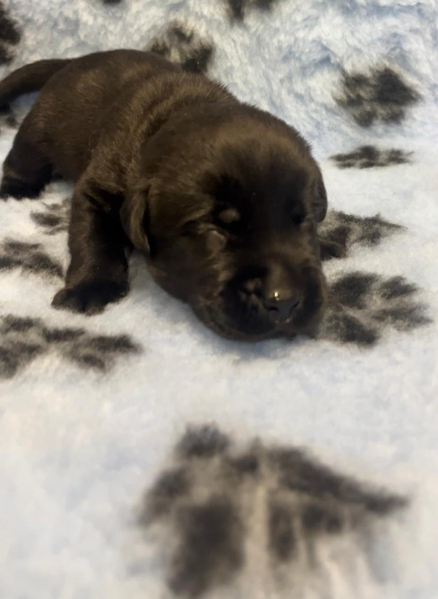 De La Vallée Du Goldor - Chiots disponibles - Labrador Retriever