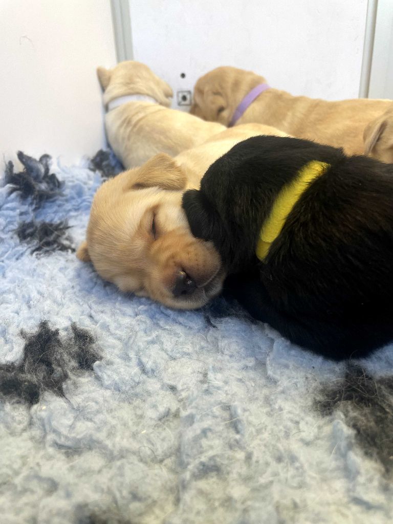 De La Vallée Du Goldor - Chiots disponibles - Labrador Retriever