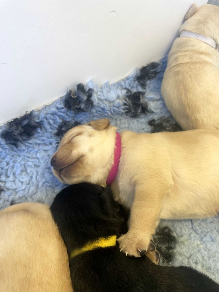 De La Vallée Du Goldor - Chiots disponibles - Labrador Retriever