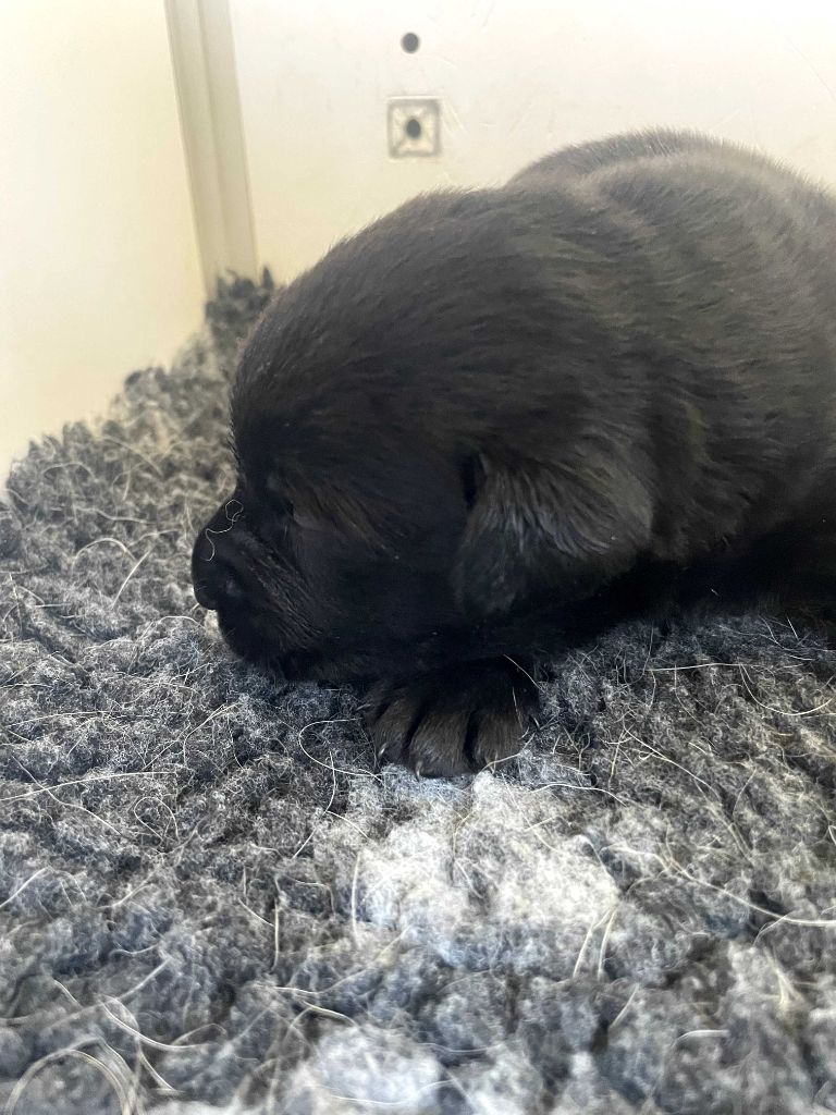 De La Vallée Du Goldor - Chiots disponibles - Labrador Retriever