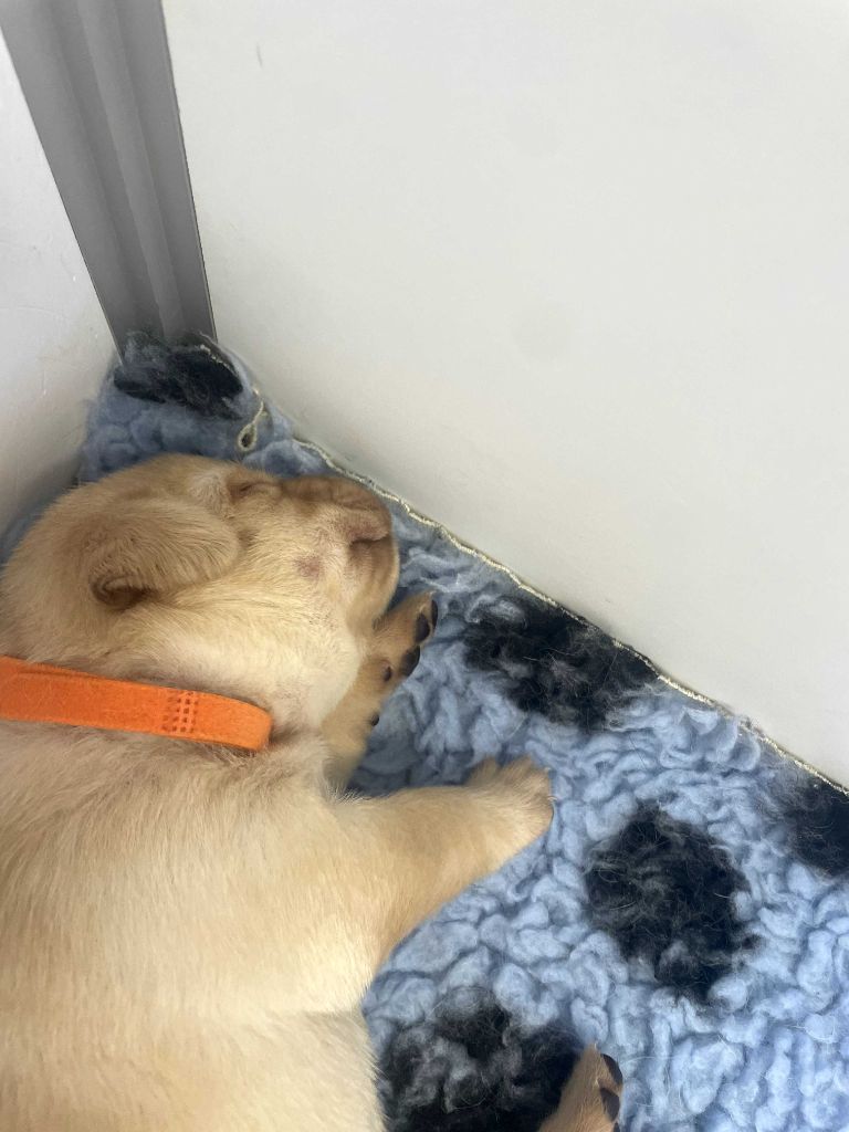 De La Vallée Du Goldor - Chiots disponibles - Labrador Retriever
